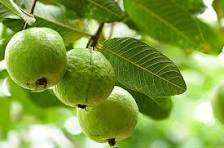 White Guava - Image 2