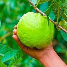 White Guava