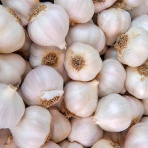 GARLIC