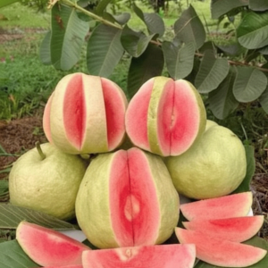 guava