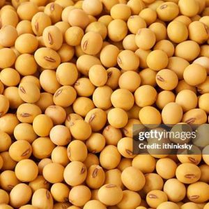 SOYBEAN